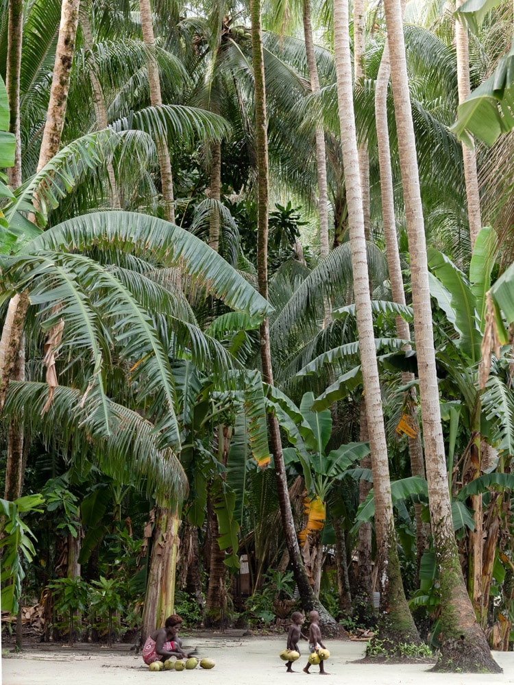 Tall coconut trees in Papua New Guinea
