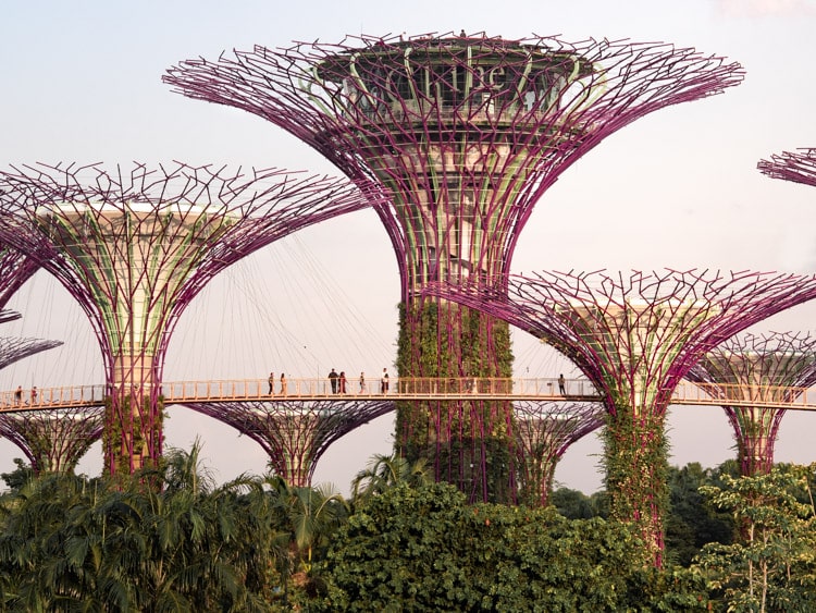 A sunset view of the amazing Supertrees in Gardens by the Bay